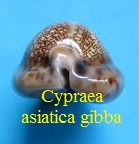 Cypraea arabica asiatica gibba, Coen 1949